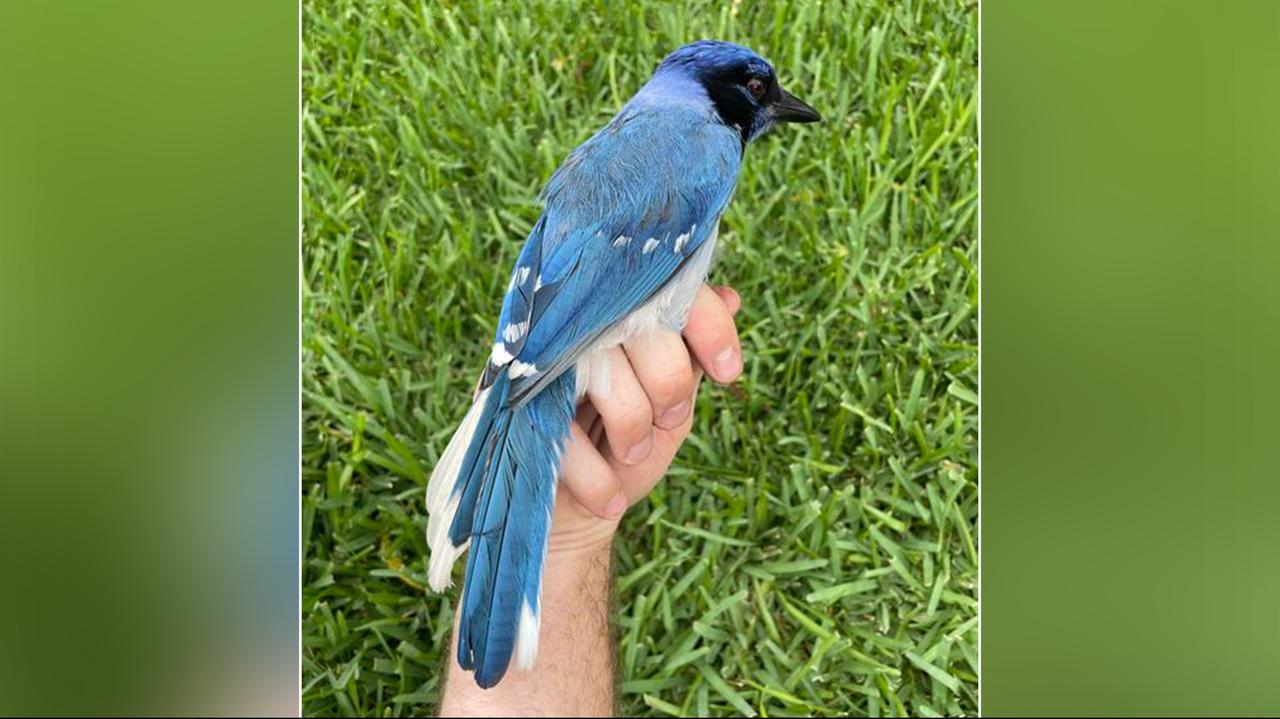 Ta hybryda mogła powstać przez zmiany klimatu