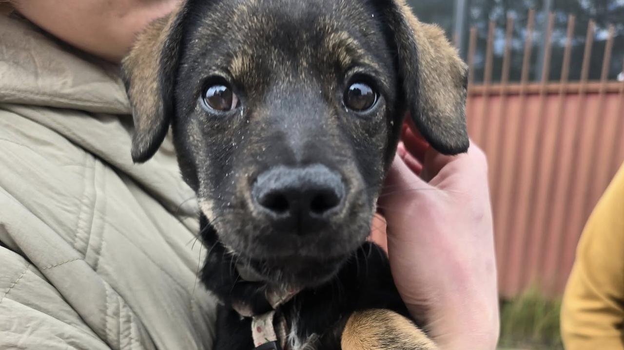 Trzymała szczeniaka za tylne łapki nad wodą. Internauci pomogli go odnaleźć