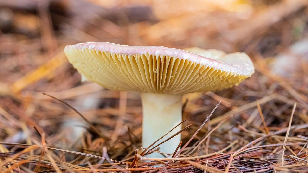 Grzyby. Już nawet nasi przodkowie mogli się nimi zajadać