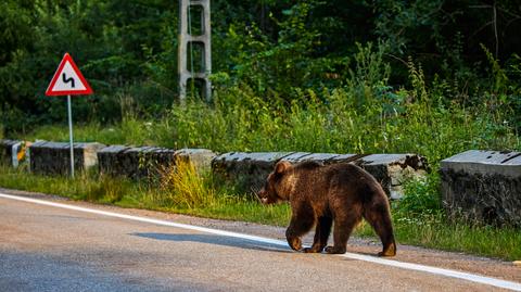 Niedźwiedzie na szlakach, w wioskach i miasteczkach