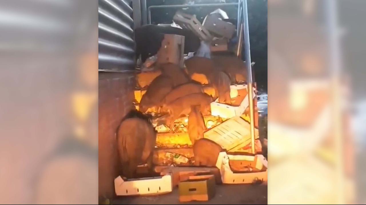 Zabite za cztery tulipany? Mieszkańcy oburzeni usypianiem dzików na ich oczach