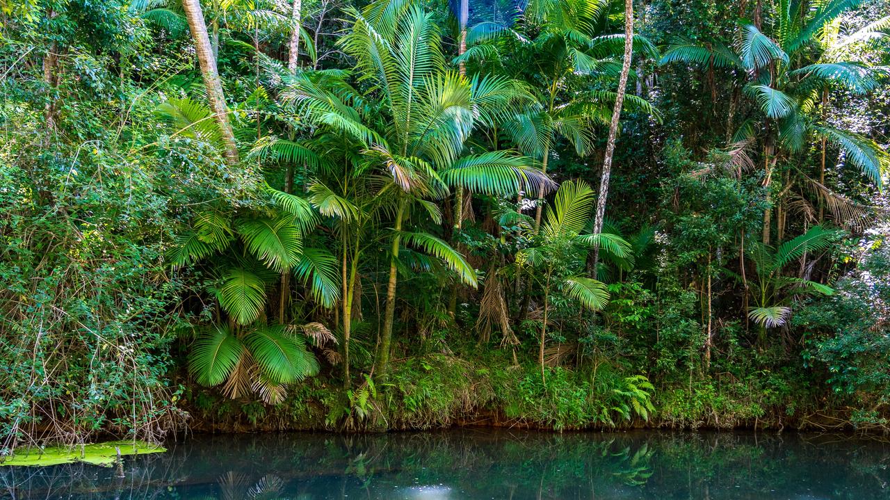 Te lasy miały chronić nas przed katastrofą. Zaczęły ją napędzać