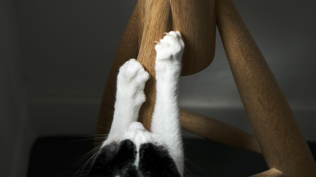 Scientists have a way to stop cats from scratching furniture