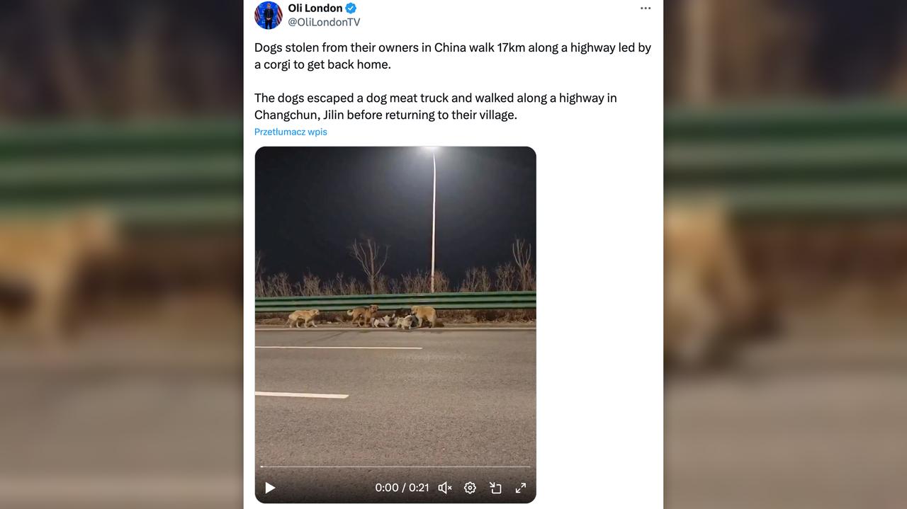 Wirusowe nagranie z psami to fake. Chińskie media dementują