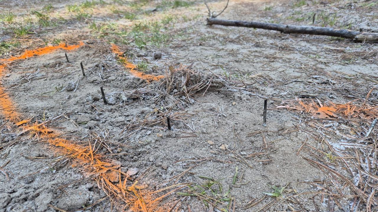 Metalowe wkręty w leśnej drodze. Zagrożenie dla spacerowiczów i biegaczy
