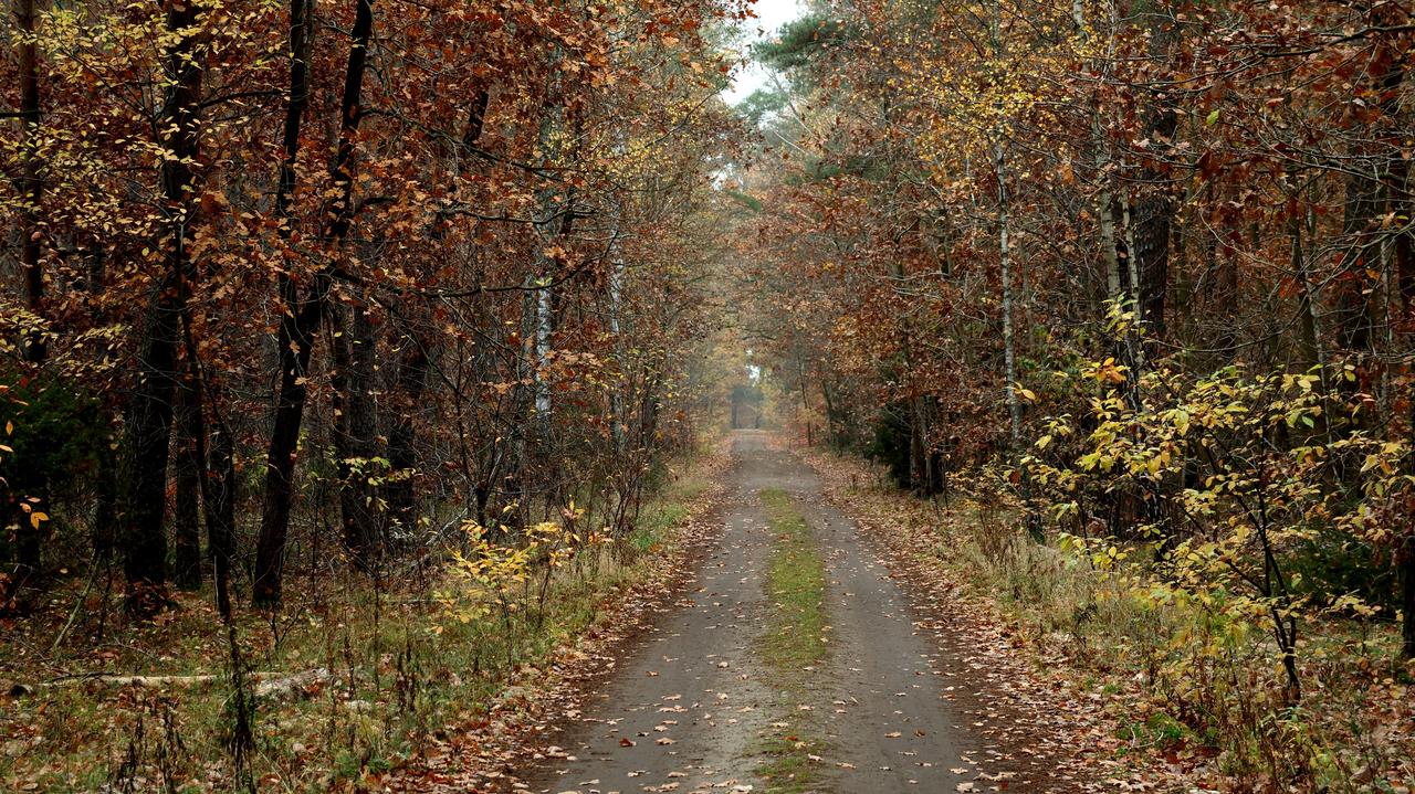 Odnaleźli zaginionego w lesie, trafił do policyjnej celi