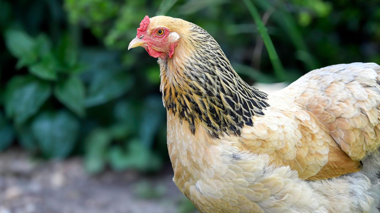 Jedno na miliard. Kura zniosła nietypowe jajko