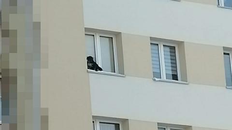 Policja o psie, który został wystawiony na parapet na dziewiątym piętrze budynku (wideo z lutego 2021)