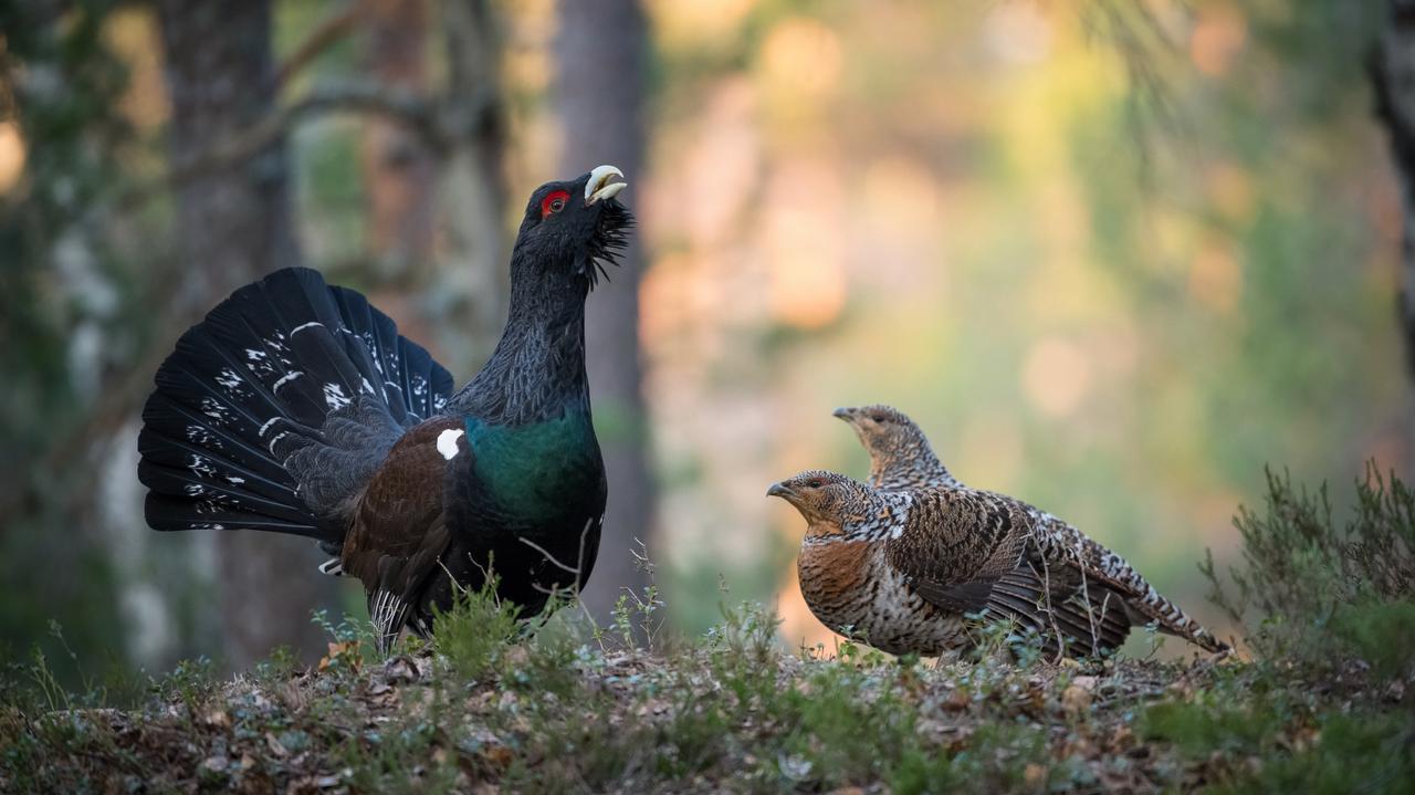Ten proces zagraża pospolitym gatunkom, jego odwrócenie "trwa choćby setki tysięcy lat"