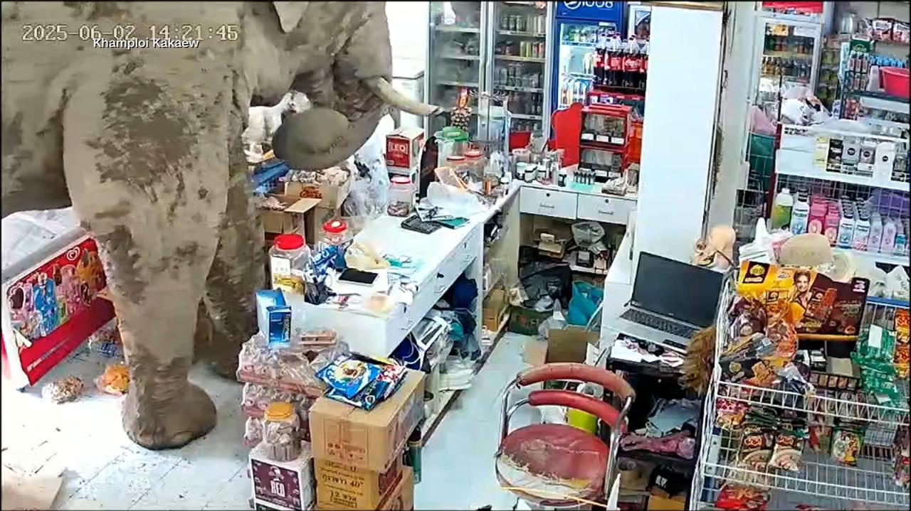 Głodny słoń wpadł do sklepu po słodycze