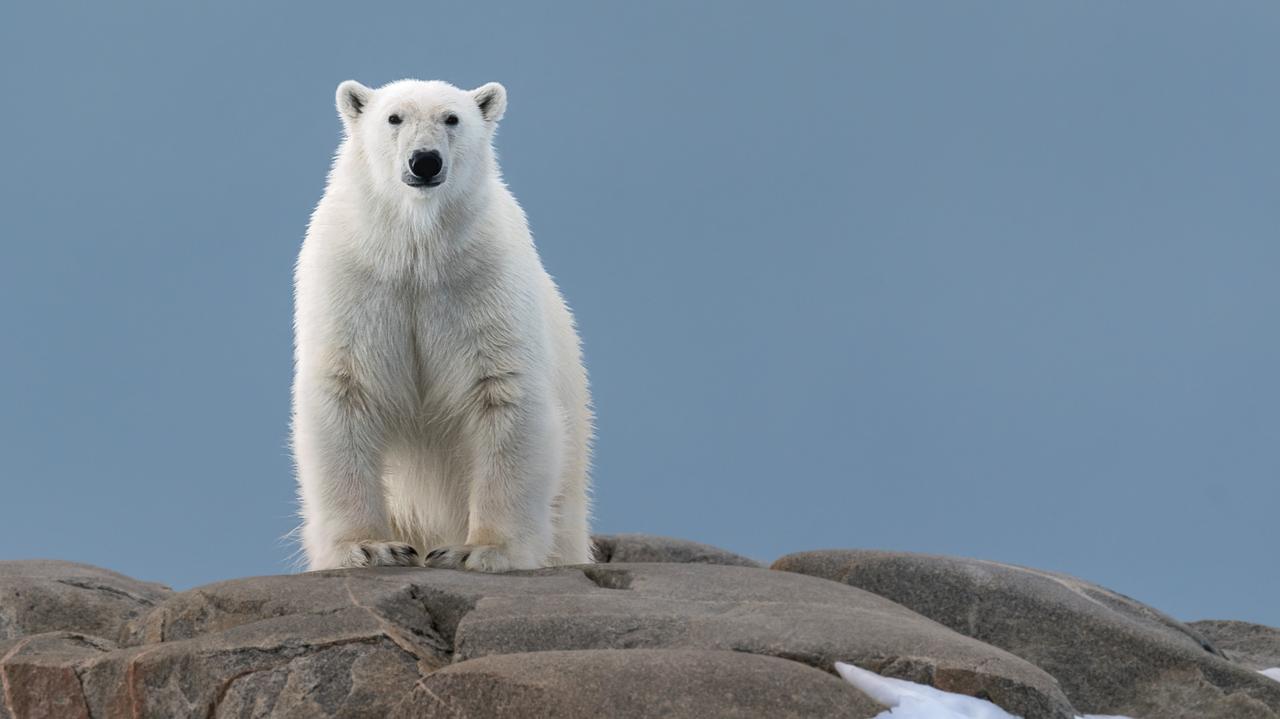 Niedźwiedziom polarnym kończy się pożywienie