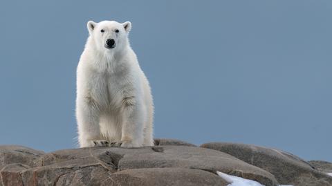 Niedźwiedź polarny kontra plastikowe odpady