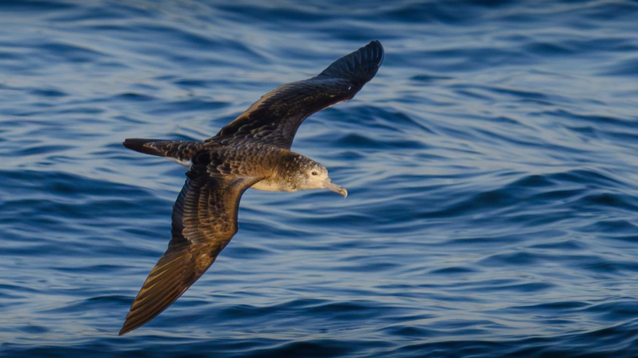 Wypróżniają się w locie - i to co kilka minut. Ten nawyk może mieć istotny wpływ na ocean