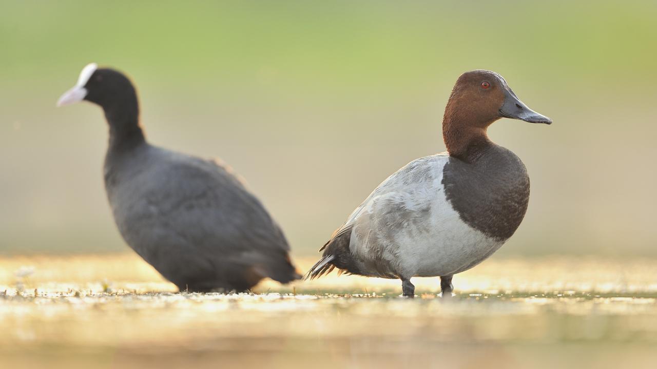 Kilka tysięcy przeżyje, 10 razy więcej odstrzelą. "Logiczny kompromis"