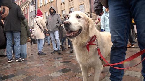 Czworonożni wolontariusze. Biszkoptowe golden retrievery także wspierają WOŚP