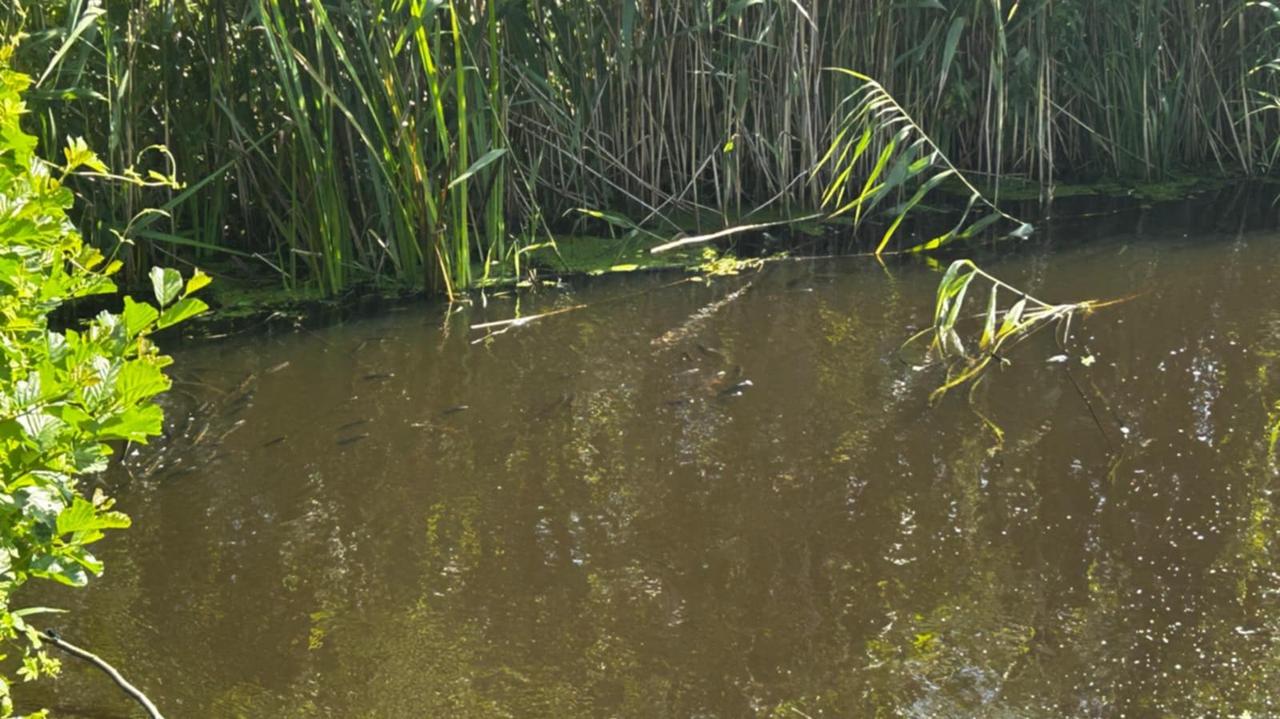Tona martwych ryb. "Pomóżcie naszej Wkrze, naszej przyrodzie"