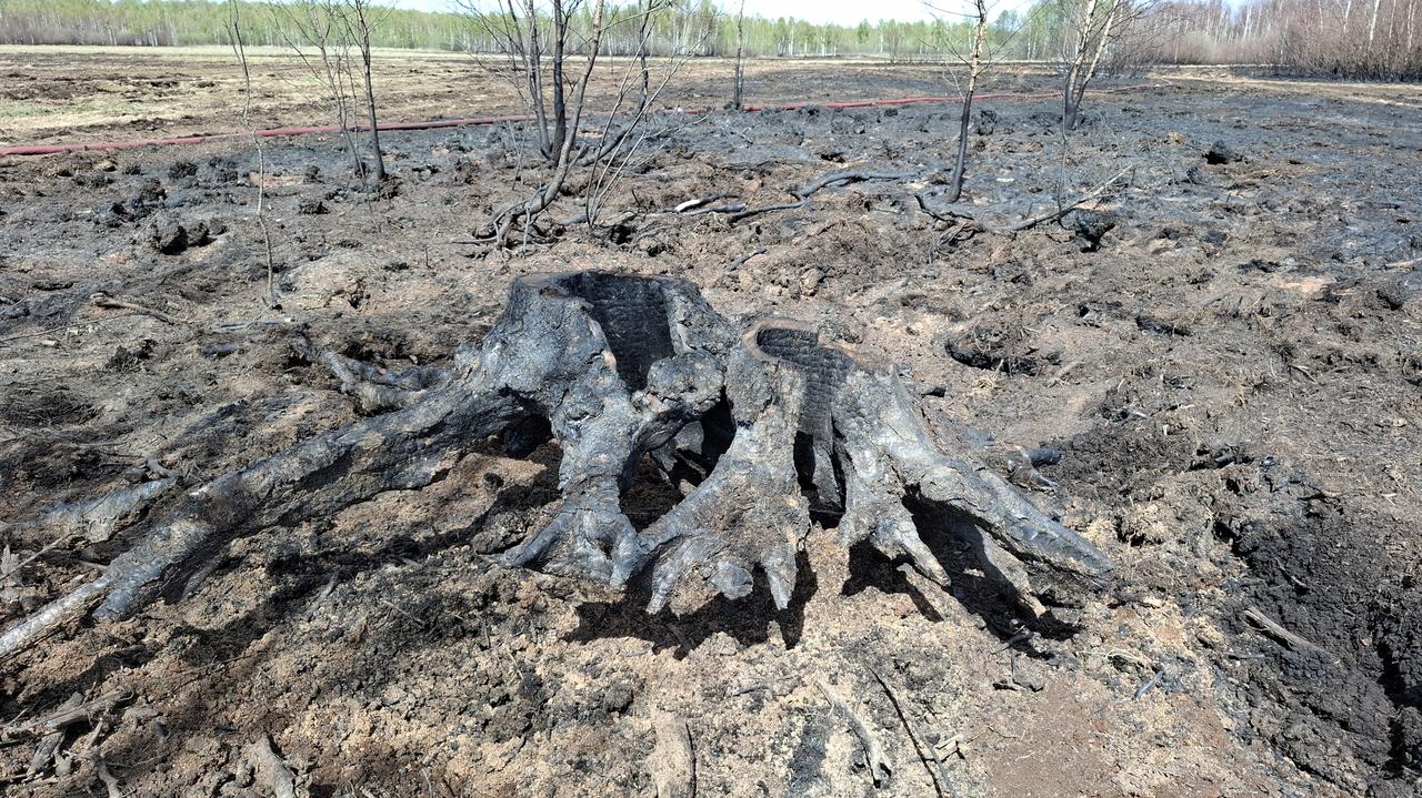 Biebrzańskie bagna umierają bez wody? "Sytuacja jest bardzo poważna"