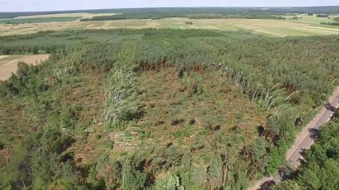 Silny wiatr powalił 30 hektarów lasu