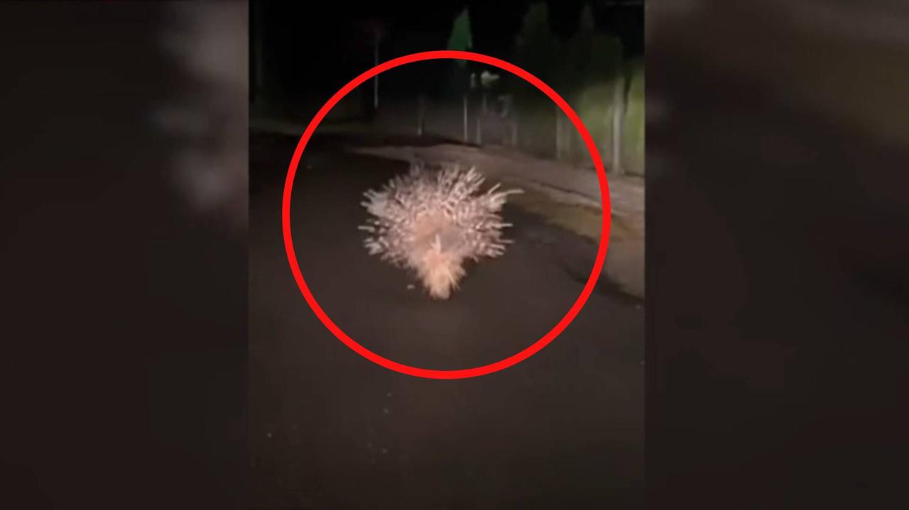 Jeżozwierz biegał po ulicy. Nagranie