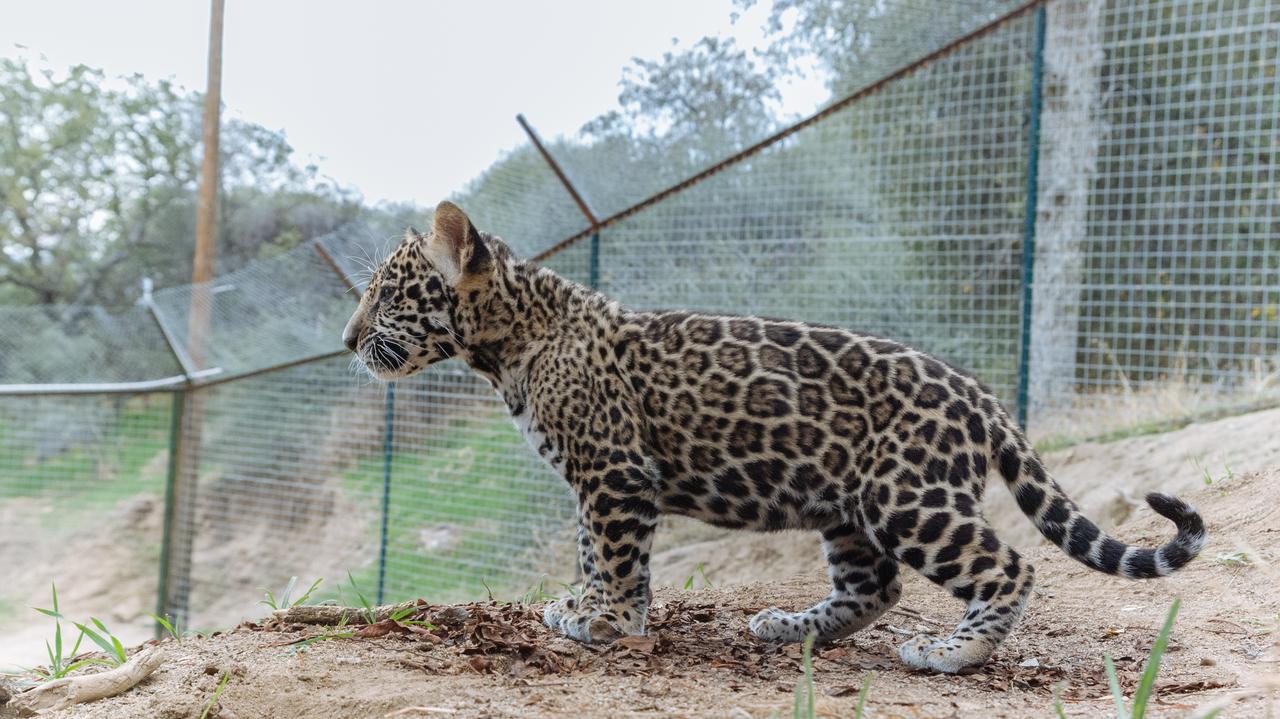 Jaguar na łańcuchu. Powrót do pełni zdrowia może trwać lata