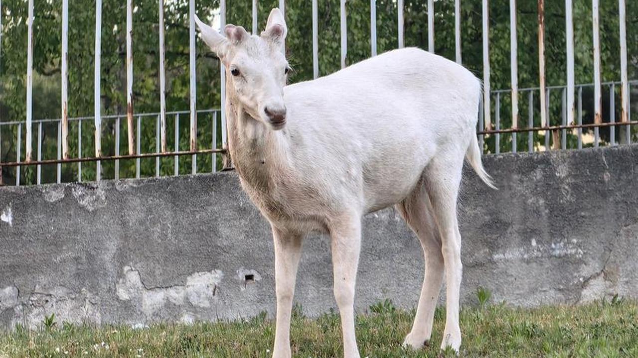 Zawiózł kolegę do rodzącej żony, jego oczom ukazał się widok jak z bajki