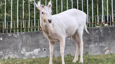 Białe daniele, Wejherowo