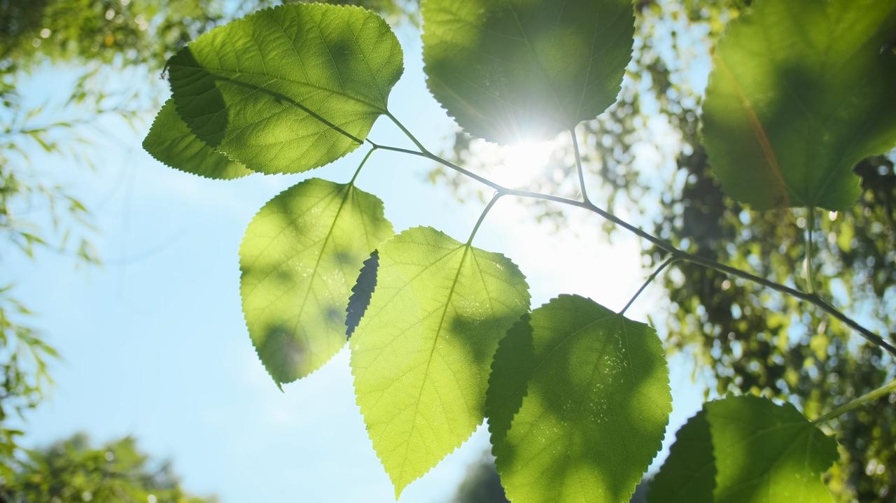 Pogoda na jutro - czwartek, 26.06. Po chłodnej nocy przyjdzie słoneczny dzień