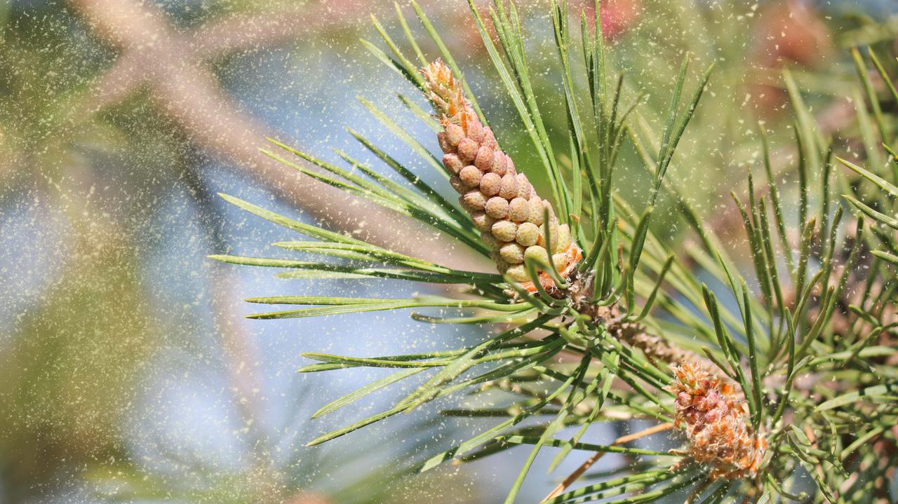 Jak rozróżnić pyłki roślin? Z pomocą może przyjść AI