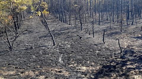 Dzieci rozpaliły ognisko w lesie. Pożar gasiły trzy samoloty