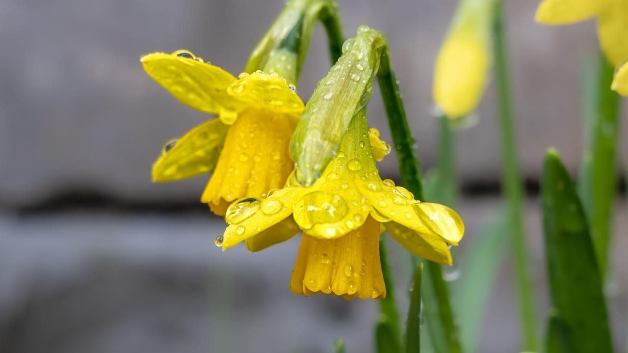 Pogoda na dziś - wtorek, 27.05. Czeka nas ciepły i momentami deszczowy dzień