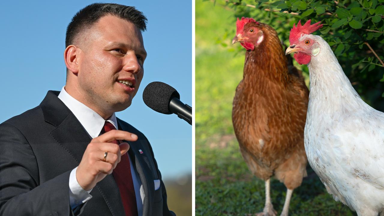 Mentzen o rejestrowaniu kur i wyjazdach lekarzy. Dwie nieprawdy