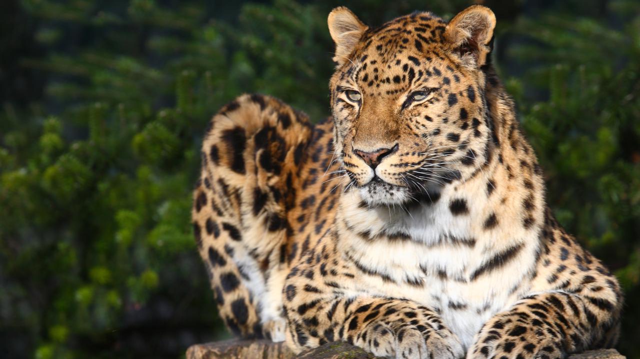 Tych dzikich kotów została garstka. Cała nadzieja w sztucznej inseminacji