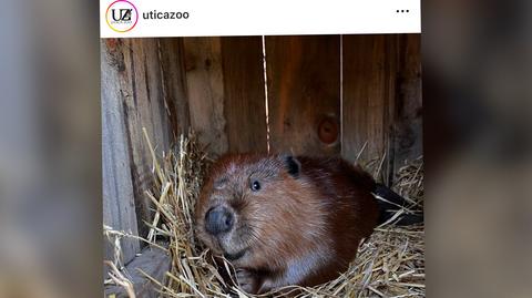 zoo