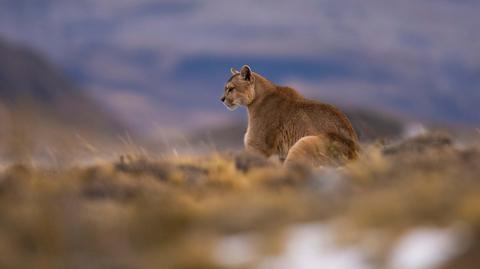Puma zarejestrowana na nagraniach