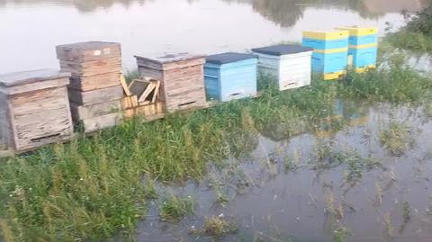 Zalane ule pana Łukasza w Brzeźnicy. Wjazd był możliwy tylko na traktorze. 