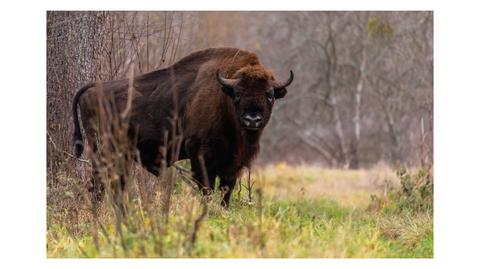 Białowieża. Żubr nazywał się Borys. Władze parku narodowego zdecydowały się na odstrzał 