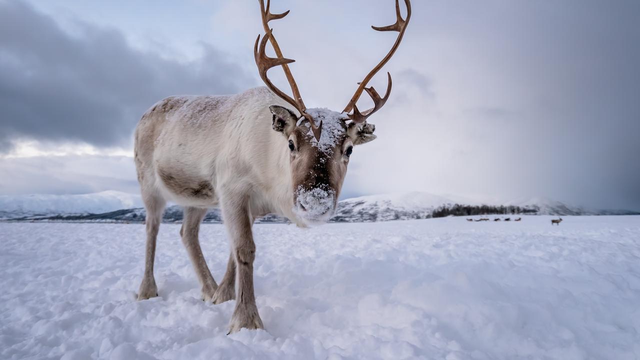 Dlaczego ich nosy są czerwone? Naukowcy znaleźli odpowiedź