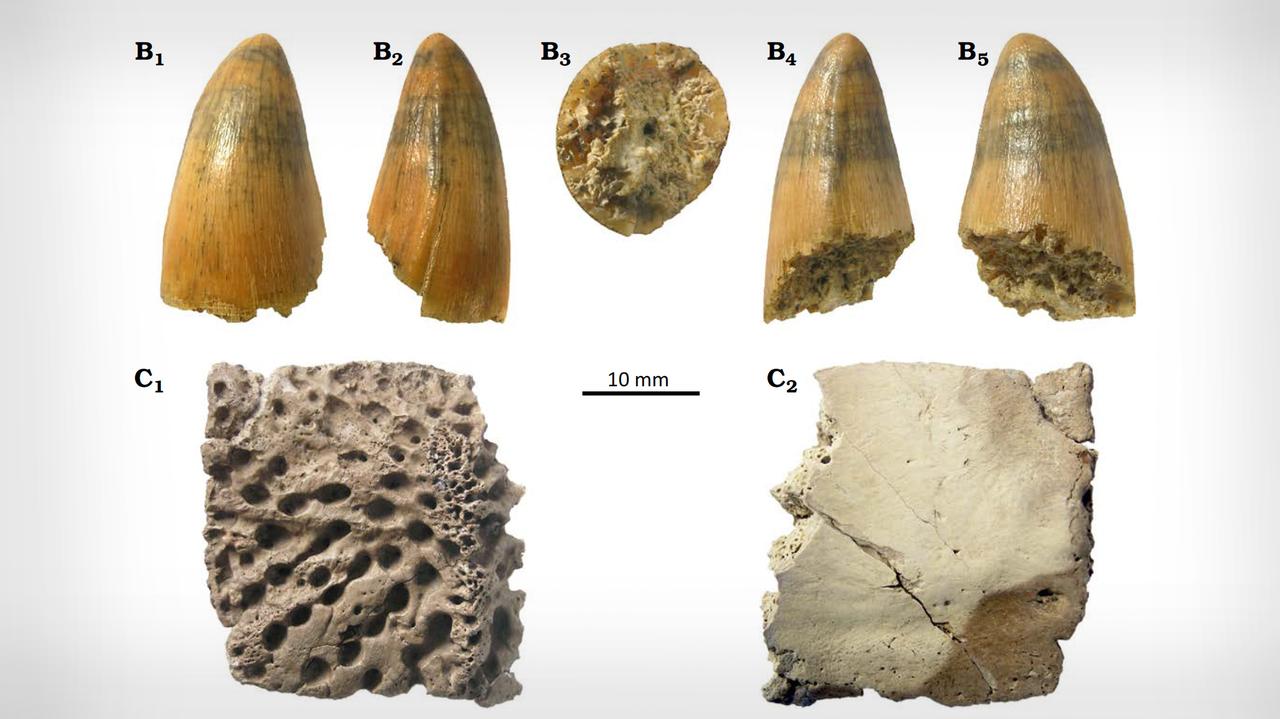 Szczątki krokodyla na terenie kopalni "Bełchatów". Niezwykłe odkrycie