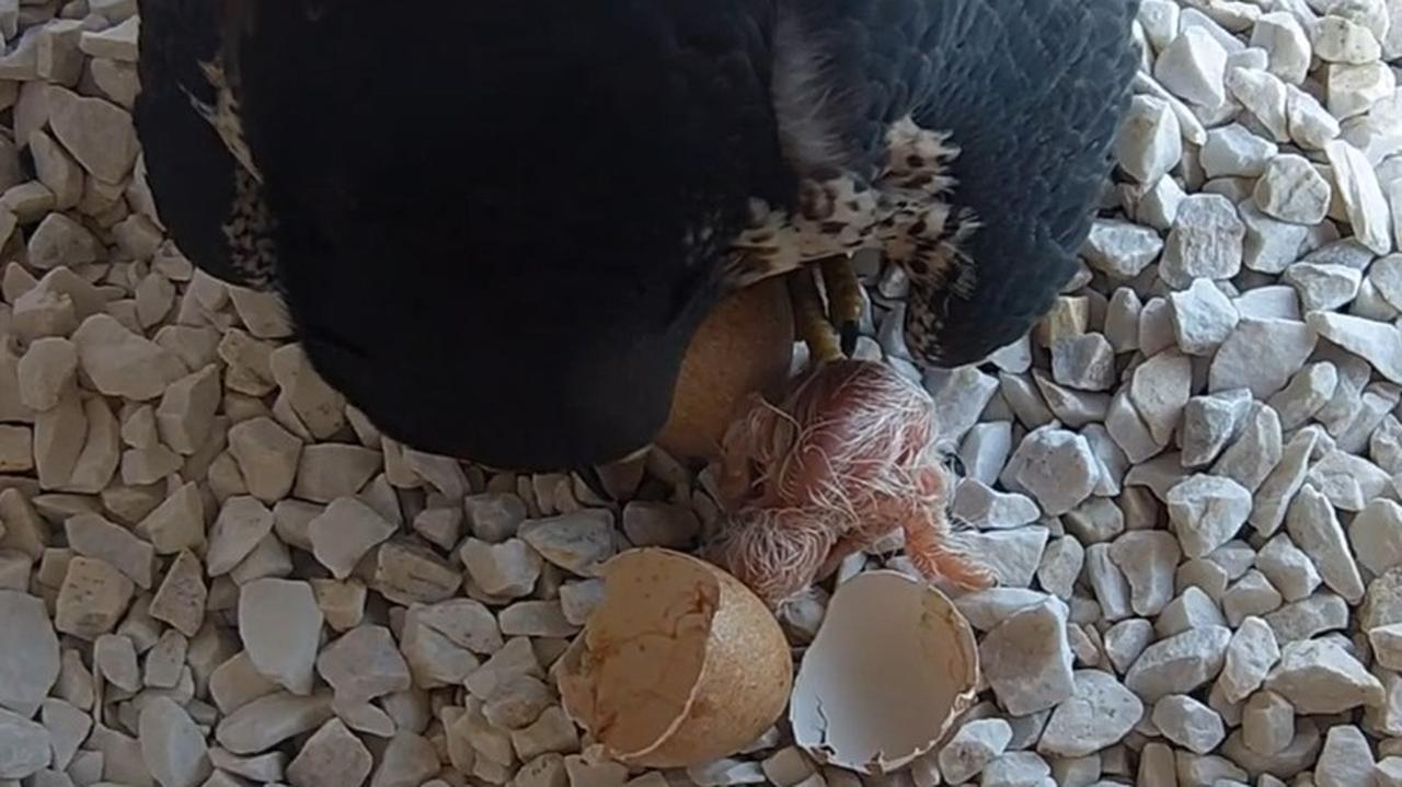 Kolejne pisklaki wykluły się na kominie ciepłowni