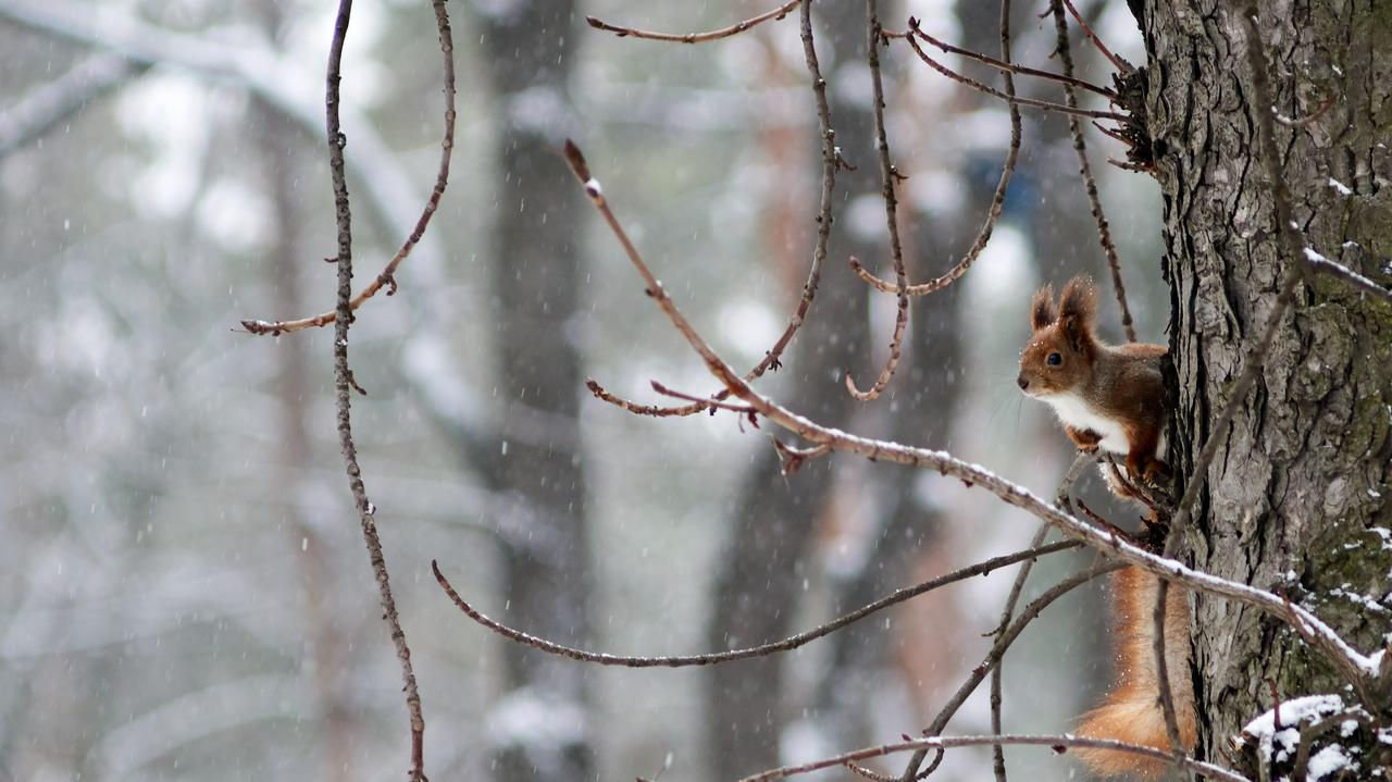Pogoda na dziś - czwartek, 9.04. Lokalnie pojawią się zimowe opady