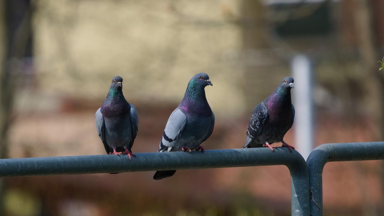 Antykoncepcja dla gołębi. Kraków będzie testował nowy program