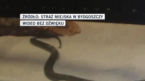 Zaskroniec wpełzł do bydgoskiej kamienicy