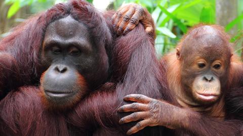 Orangutany bawią się z wyderkami