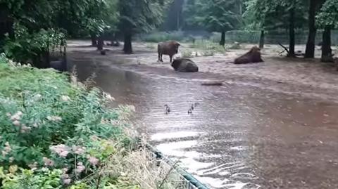 Poznań: Woda wdzierała się do tygrysów, uwięziła dzieci. Zoo liczy straty