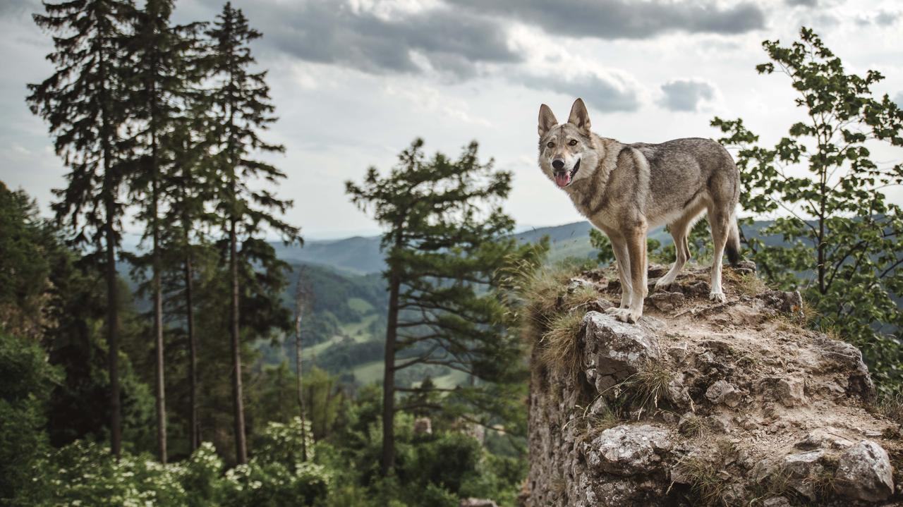 România.  Un hibrid lup-câine sălbatic a fost descoperit în Carpații Meridionali