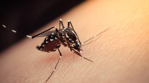 Malarią można zarazić się tylko drogą kropelkową
