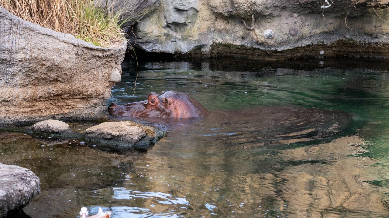 Samiec hipopotama po siedmiu latach okazał się samicą