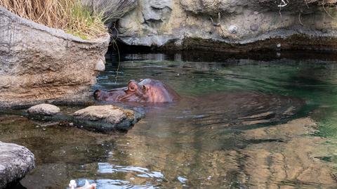 Hipopotamy w zoo w Tajlandii