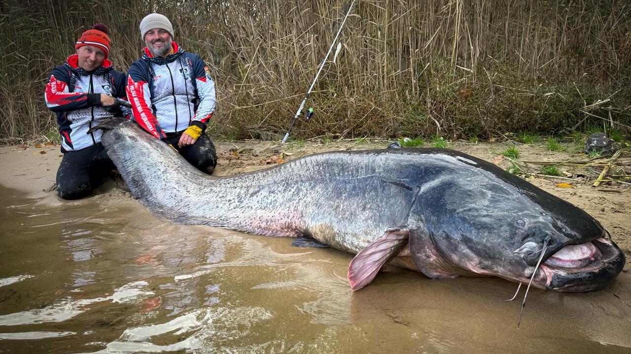 Złowili prawie trzymetrowego suma. "Mistrzostwo świata nam się wydarzyło"