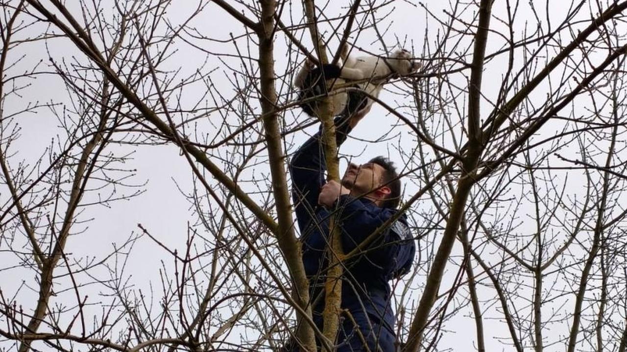 Policjanci ściągnęli kota z drzewa. Opiekunka zwierzęcia dziękuje